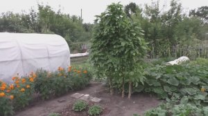Как выращиваю амарант