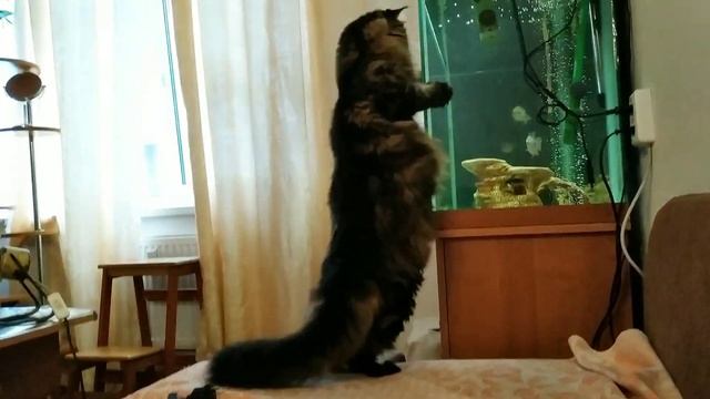 стоять, бояться
