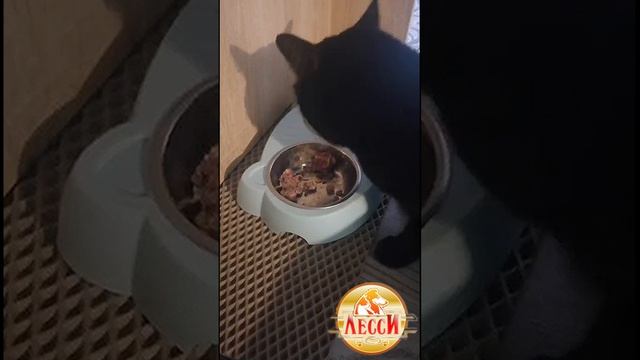 Секреты крепкого здоровья: натуральный корм для собак и кошек из Уфы!