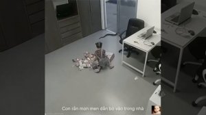 Змея съела девочку