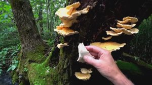 ГРИБЫ на ДЕРЕВЕ Брать или не брать?