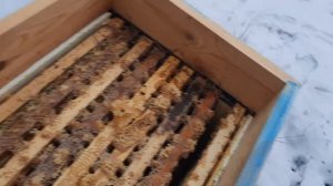 22 декабря. Матка осталась одна.mp4