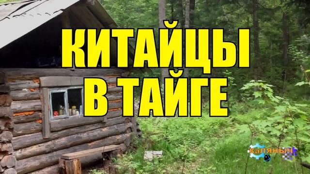 0931 - КИТАЙЦЫ _ ЖИЗНЬ В ТАЙГЕ смотреть онлайн