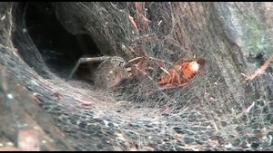 ОГРОМНЫЙ ПАУК  нападает на свою добычу...HUGE SPIDER attacks his prey ...