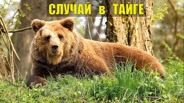 0127 2023-08-27 Аудиокниги МЕДВЕДЬ ЗАКОПАЛ ОХОТНИКА и ЛЁГ НА НЕГО СЛУЧАЙ ЖИЗНЬ в ТАЙГЕ ИСТОРИИ из ЖИ смотреть онлайн