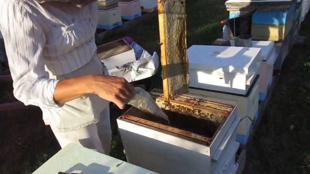 Обзор июньских пчелопакетов (13.08.2022) смотреть онлайн