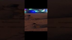 Ёлка. В. Сутеев.