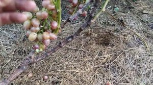 Виноград Ливия и Криптон в Брянске .