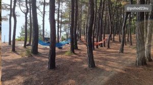Кемпинг в Дивноморске. Роща сосны ПИЦУНДСКОЙ.