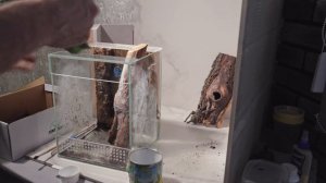 Генеральная уборка у птицееда Psalmopoeus cambridgei