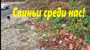 Свиньи среди нас!!! Они рядом! 🌴ЛАЗАРЕВСКОЕ СЕГОДНЯ🌴СОЧИ.