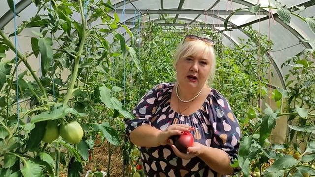 Редкие томаты на даче у бобруйчанки смотреть онлайн