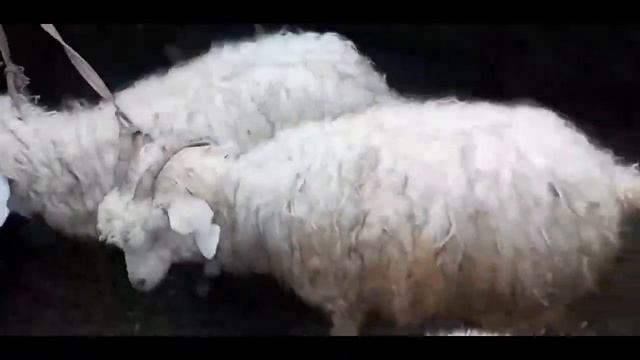 КУМ ТИПА КУЙ БОЗОР НАРХЛАРИ АРЗОНЛАДИ