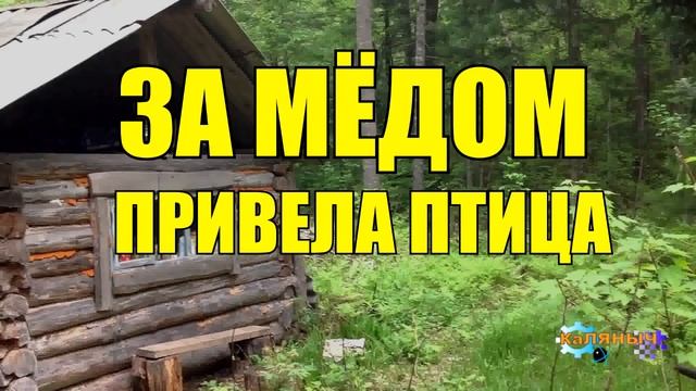 0935 - ЗА МЁДОМ _ ПТИЦА МЕДОВНИЦА смотреть онлайн