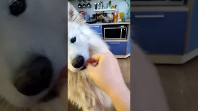 ХОТИМ КУШАТЬ!!! самоед щенок чувашия цивильск деревня