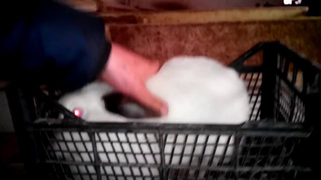 Взвешивания самок разных пород. смотреть онлайн