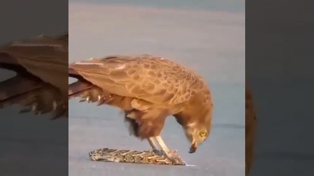 eagle eats a python