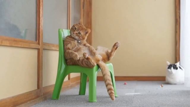 Домашние животные на отдыхе | Pets on holiday смотреть онлайн