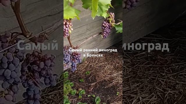 2 августа 2024 г.