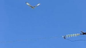 Молодой балобан на опоре ЛЭП / Juvenile Saker on a power line pylon