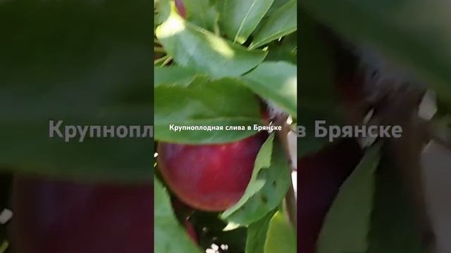 10 июля 2024 г.