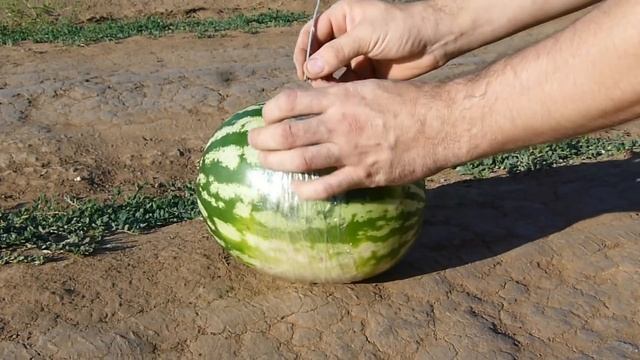 КРУТОЙ ЭКСПЕРИМЕНТ:ВЗРЫВАЕМ АРБУЗ !!!