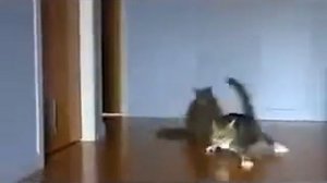 Кошачий дрифт очень смешно