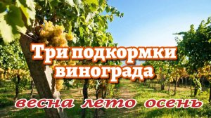 Подкормка винограда