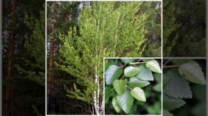 Татарская песня АК КАЕН