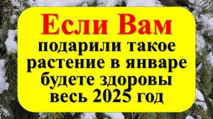 Если Вам подарили такое растение в январе, будете здоровы весь 2025 год. Приметы