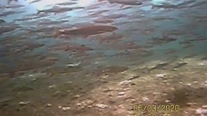 Хариус на зимовальной яме