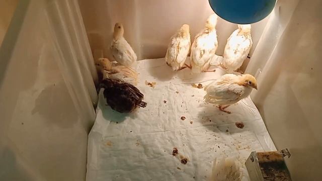Бройлеры и перепелята растут🐥🐣КРОМЕ ОДНОГО😱😅