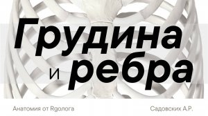 Грудина и ребра