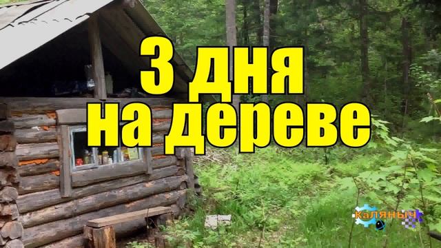 0842 - МЕДВЕДЬ ЗАГНАЛ МУЖИКА НА ДЕРЕВО _ ОХОТНИК 3 ДНЯ НА ДЕРЕВЕ _ ПОТЕРЯЛ СОЗНАНИЕ смотреть онлайн