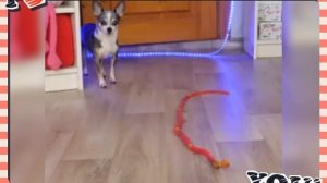 Реакция Меджик Петс на змею🐶🐍. Софиша боится🐶🔮?(фан Ани Меджик)
