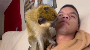 ASMR Monkey Grooming Primal Instinct Oddly Satisfying Mother Nature Relaxing
