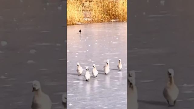 Семейство на прогулке