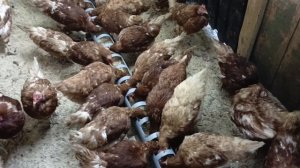 Отруби как корм для кур