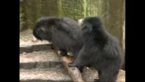 Melursus ursinus — Ведмідь-губач - sloth bear (Indian bear)