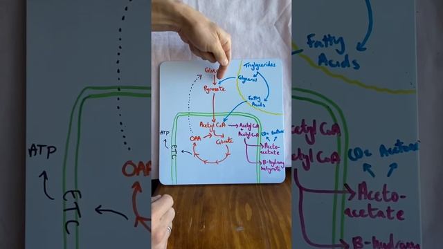 Ketogenesis and Ketones in 2 minutes!