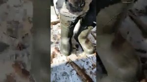 тигр съел охотника