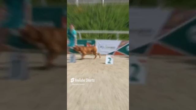 Бурбуль Симба 💙#dog #puppy #boerboels #africa #summer #lol #funny #life #friends.mp4