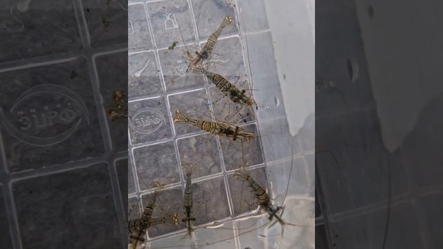 Креветка черноморская 🦐 #креветка #черноеморе