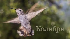 Карточки Домана - ПТИЦЫ