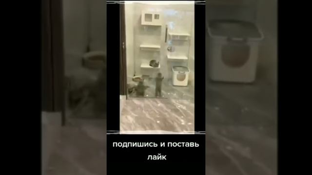 Я ржал целый час 😂Приколы с животными 😂Кошки, собаки 😁