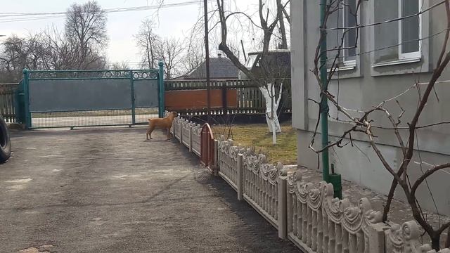 Джесси немецкий боксер. Jessie. Boxer dog. смотреть онлайн