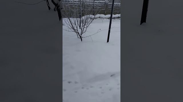 Вот так у меня зимует молодой персик.