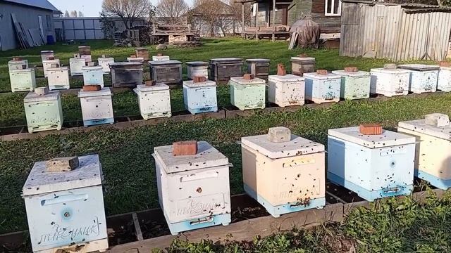 Амитраз. Лить или не лить - вот в чем вопрос. (23.10.2024) смотреть онлайн