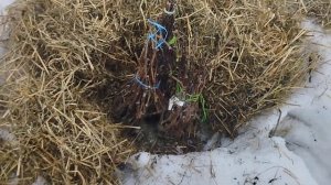Саженцы винограда, укрытие сеном ,результат .