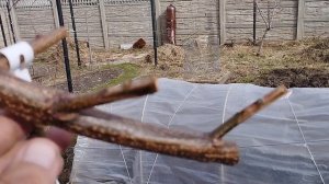 Прививка почкой тронулась.